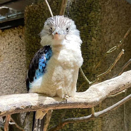 Panzió Paradisier, Clim, Grande Terrasse, Balneo, Parc Des Oiseaux Villars-les-Dombes