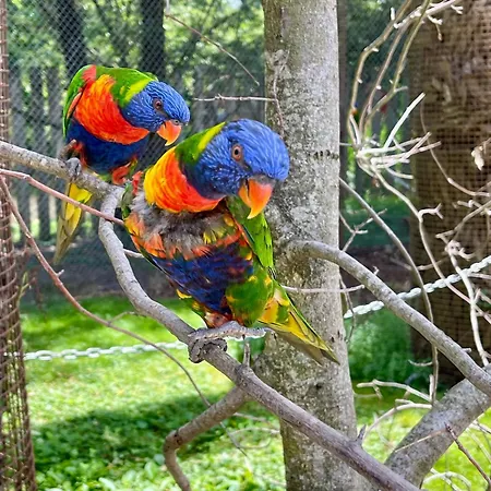 Panzió Paradisier, Clim, Grande Terrasse, Balneo, Parc Des Oiseaux Villars-les-Dombes