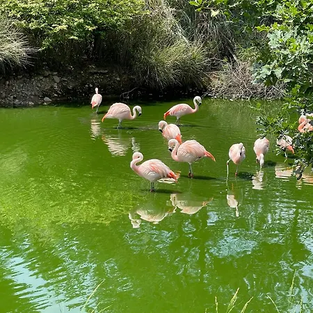 Paradisier, Clim, Grande Terrasse, Balneo, Parc Des Oiseaux